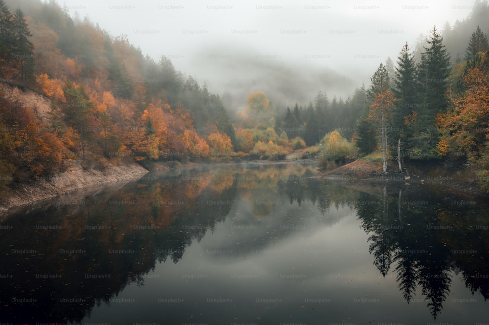 a body of water surrounded by a forest