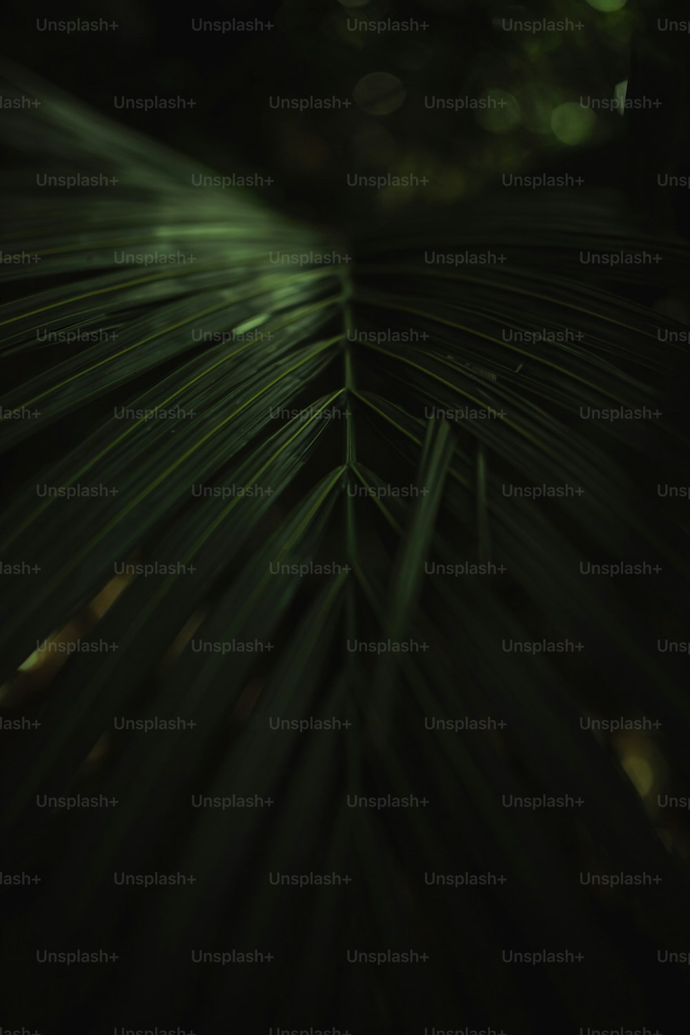 Un primer plano de una hoja de palmera en la oscuridad