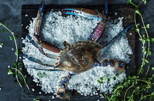 un crabe sur un lit de sel de mer et d’algues