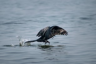 a large bird flying over a body of water