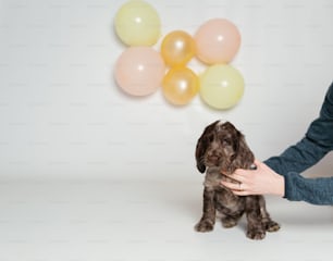uma pessoa segurando um cachorro na frente de balões