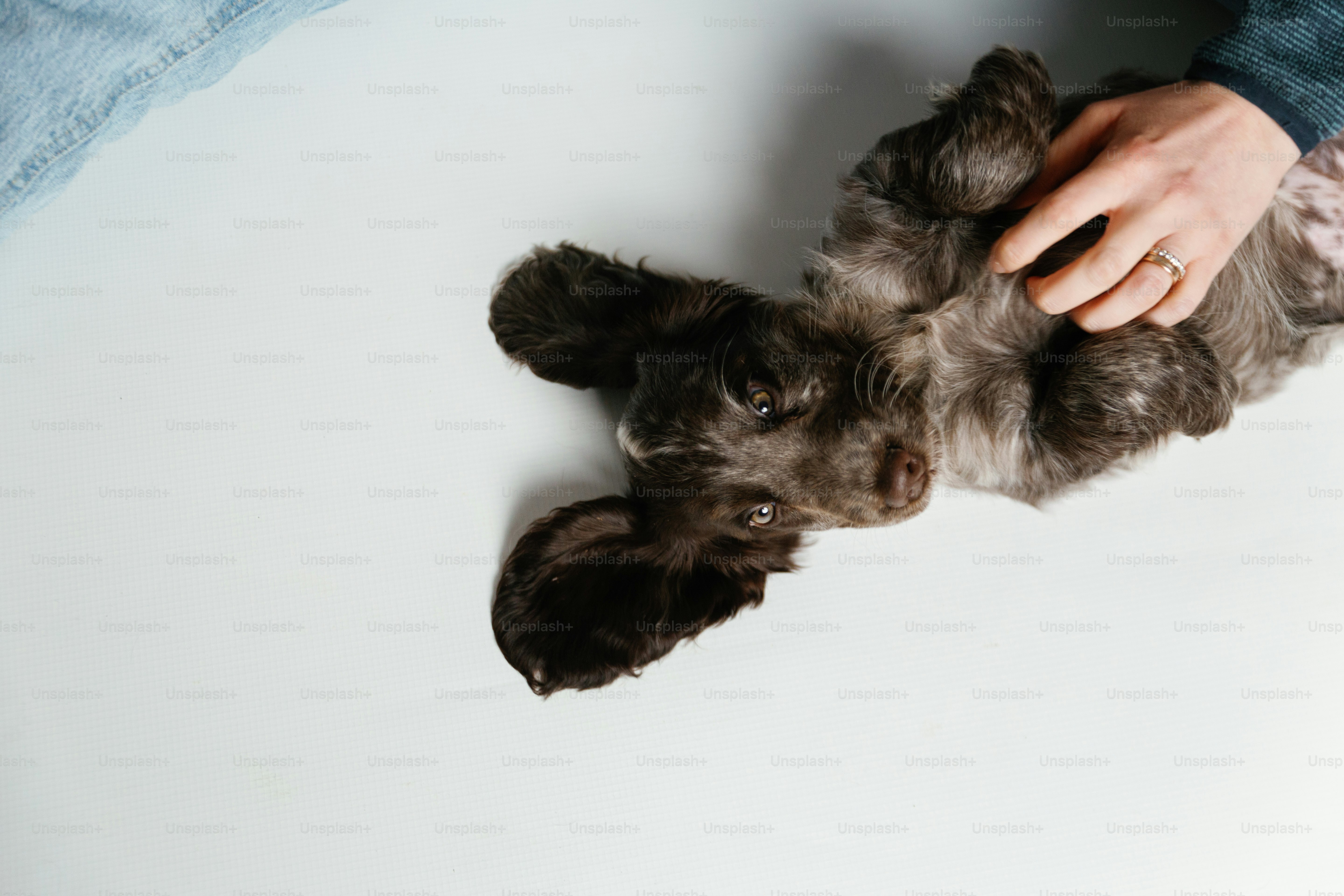 Una persona sta accarezzando un cane di piccola taglia sul pavimento