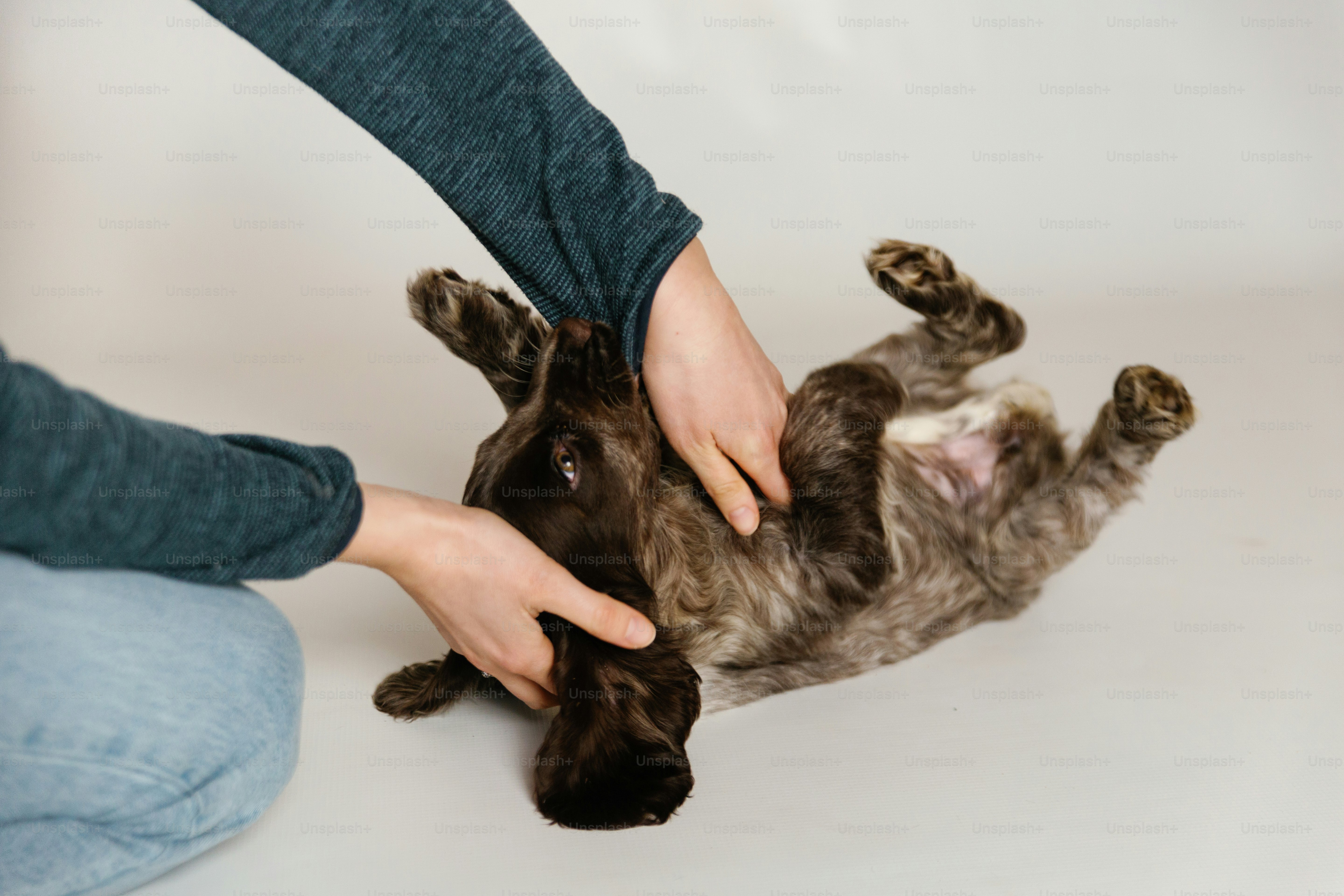 Una persona sta accarezzando un cane sulla testa