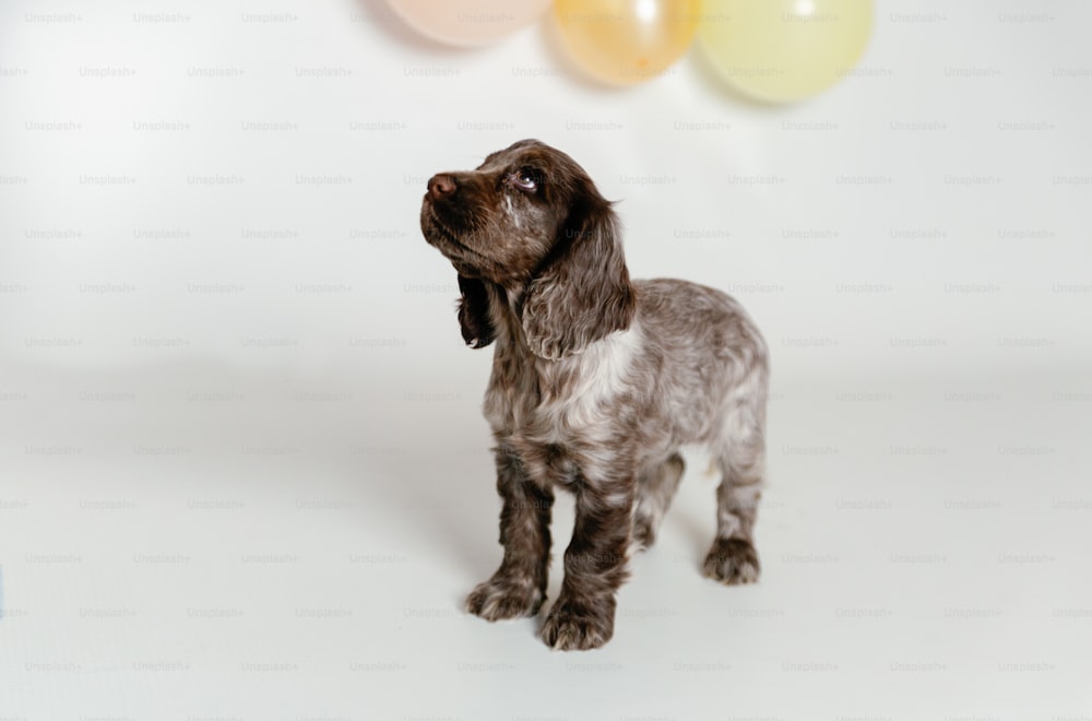 un cane marrone e bianco in piedi accanto a un mazzo di palloncini