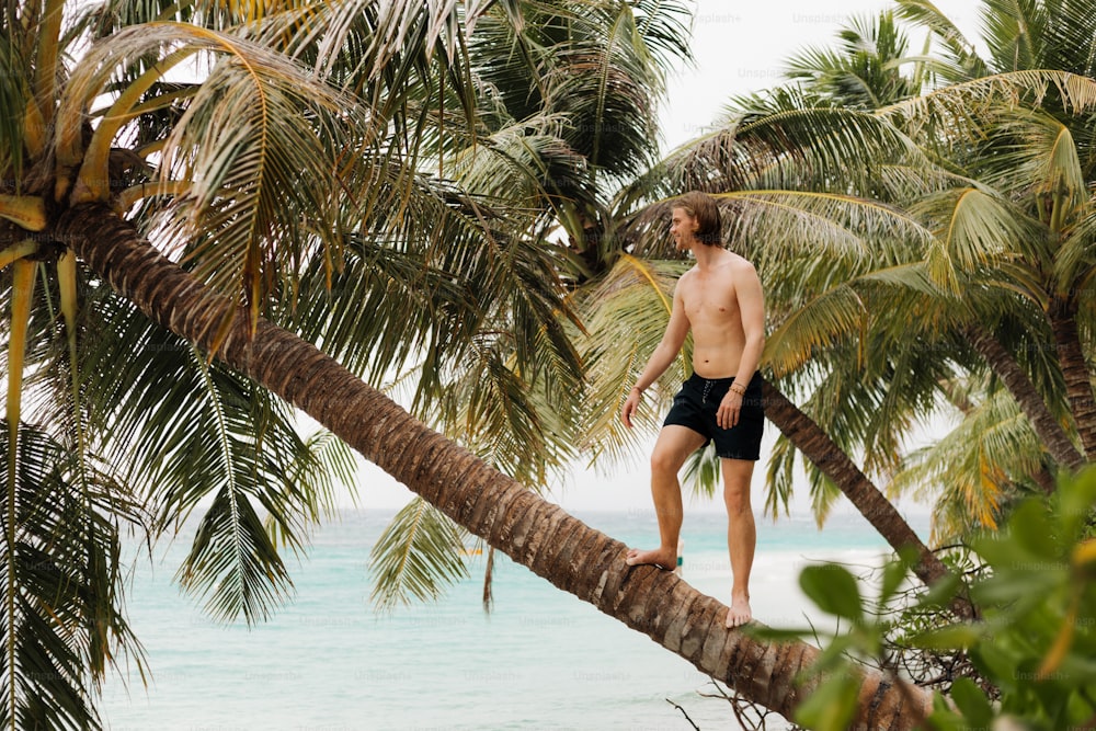 Un hombre parado en lo alto de una palmera junto al océano