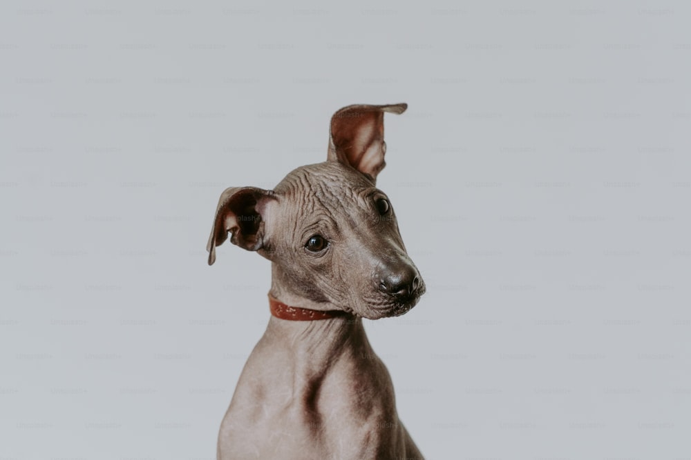 a hairless dog with a red collar looking at the camera