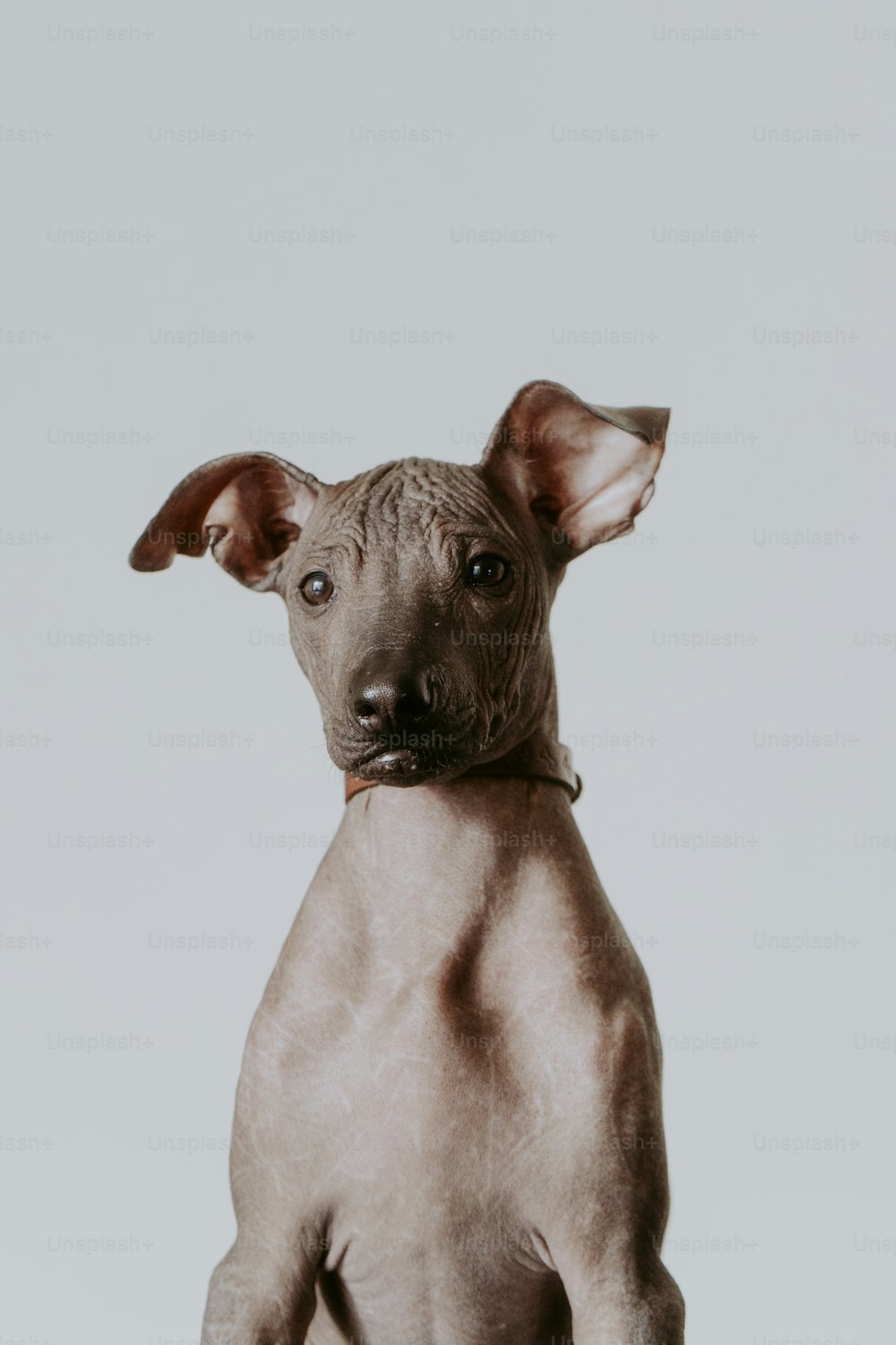 a hairless dog sitting on top of a table