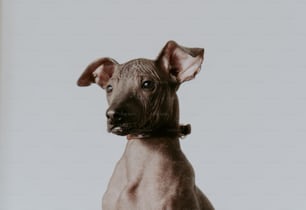 a close up of a dog on a white background