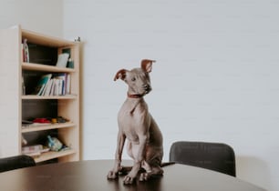 a hairless dog sitting on top of a wooden table