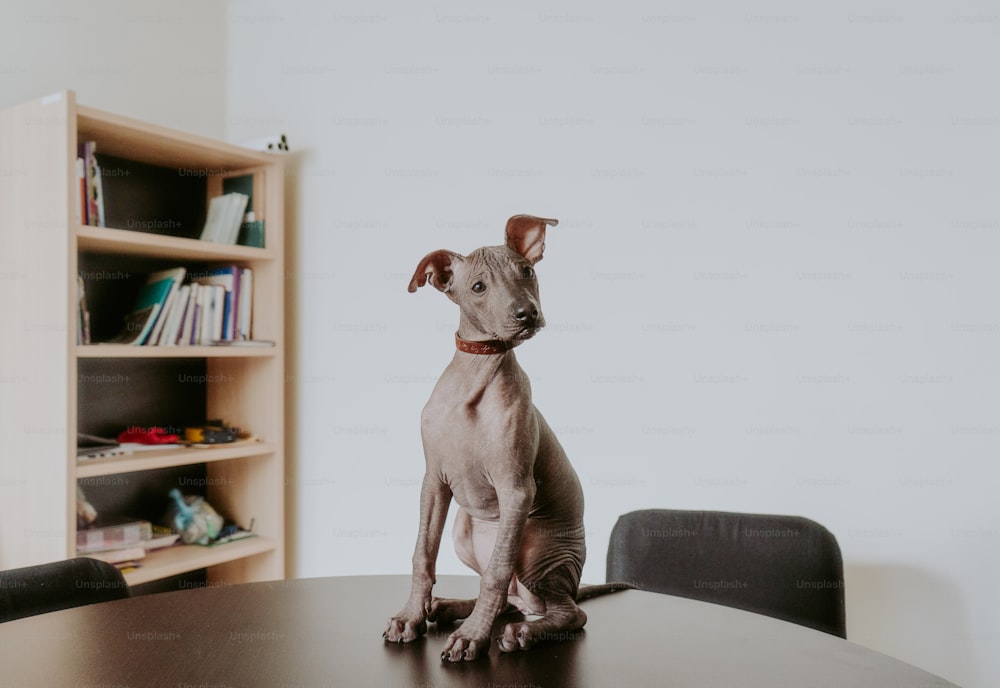 a hairless dog sitting on top of a wooden table