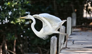 a large white bird standing on top of a wooden fence