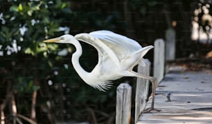 un grande uccello bianco in piedi sopra una staccionata di legno