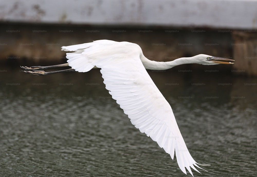 un grande uccello bianco che vola sopra uno specchio d'acqua