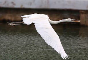 a large white bird flying over a body of water