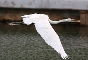 un grand oiseau blanc volant au-dessus d’un plan d’eau