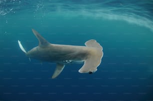 a large white shark swimming in the ocean