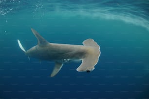 un grande squalo bianco che nuota nell'oceano