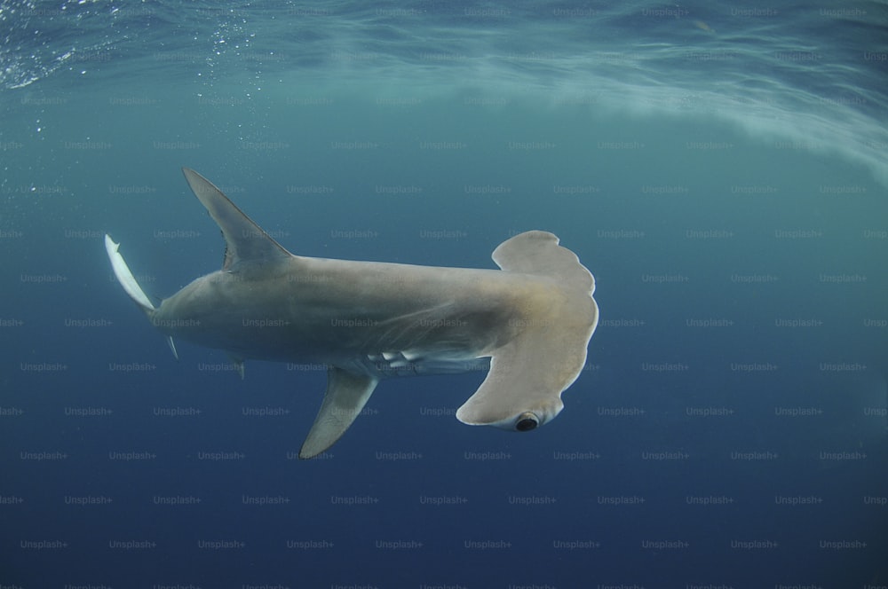 um grande tubarão branco nadando no oceano