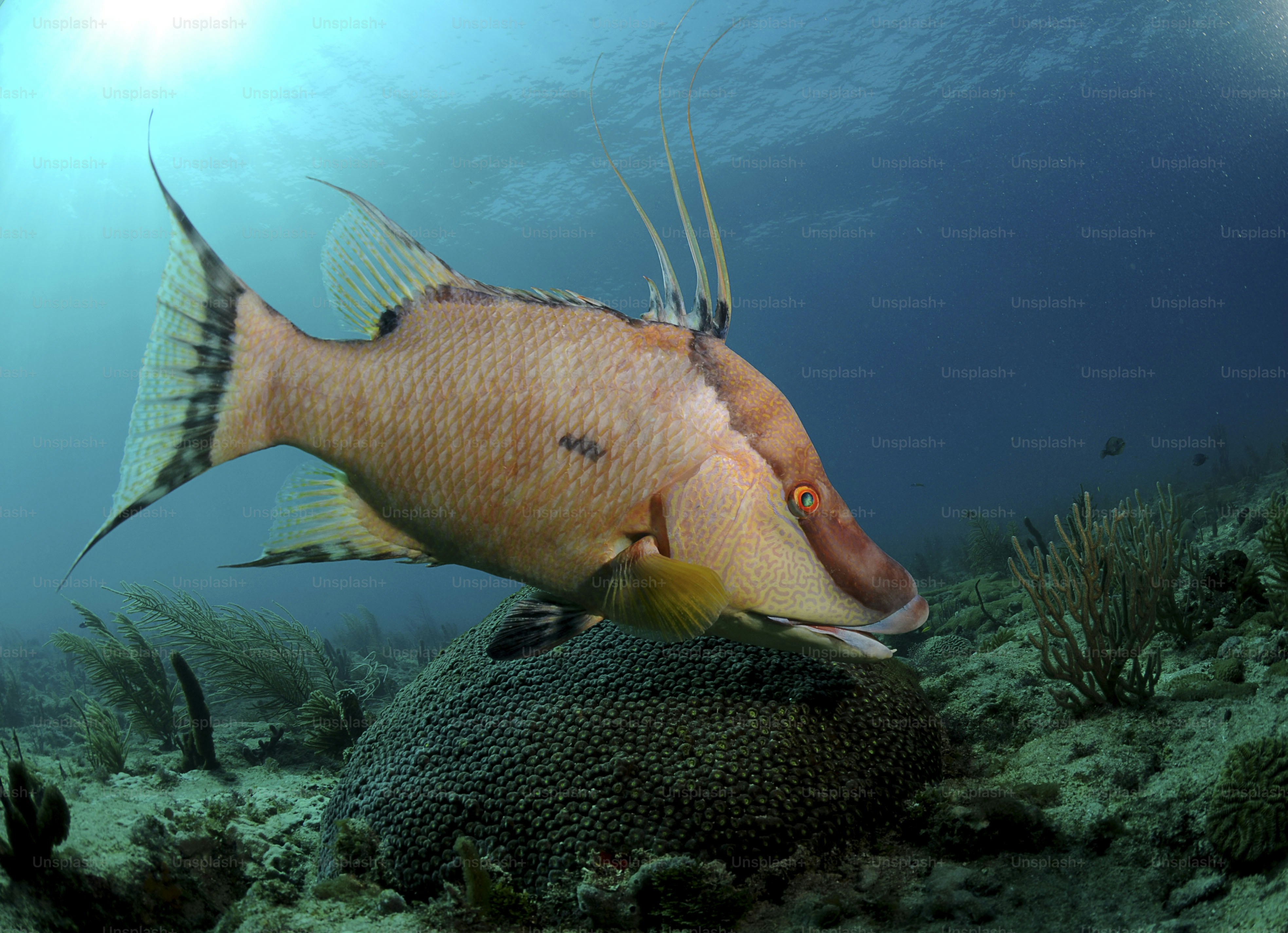 Seekor ikan besar dengan antena panjang berenang di dekat karang.