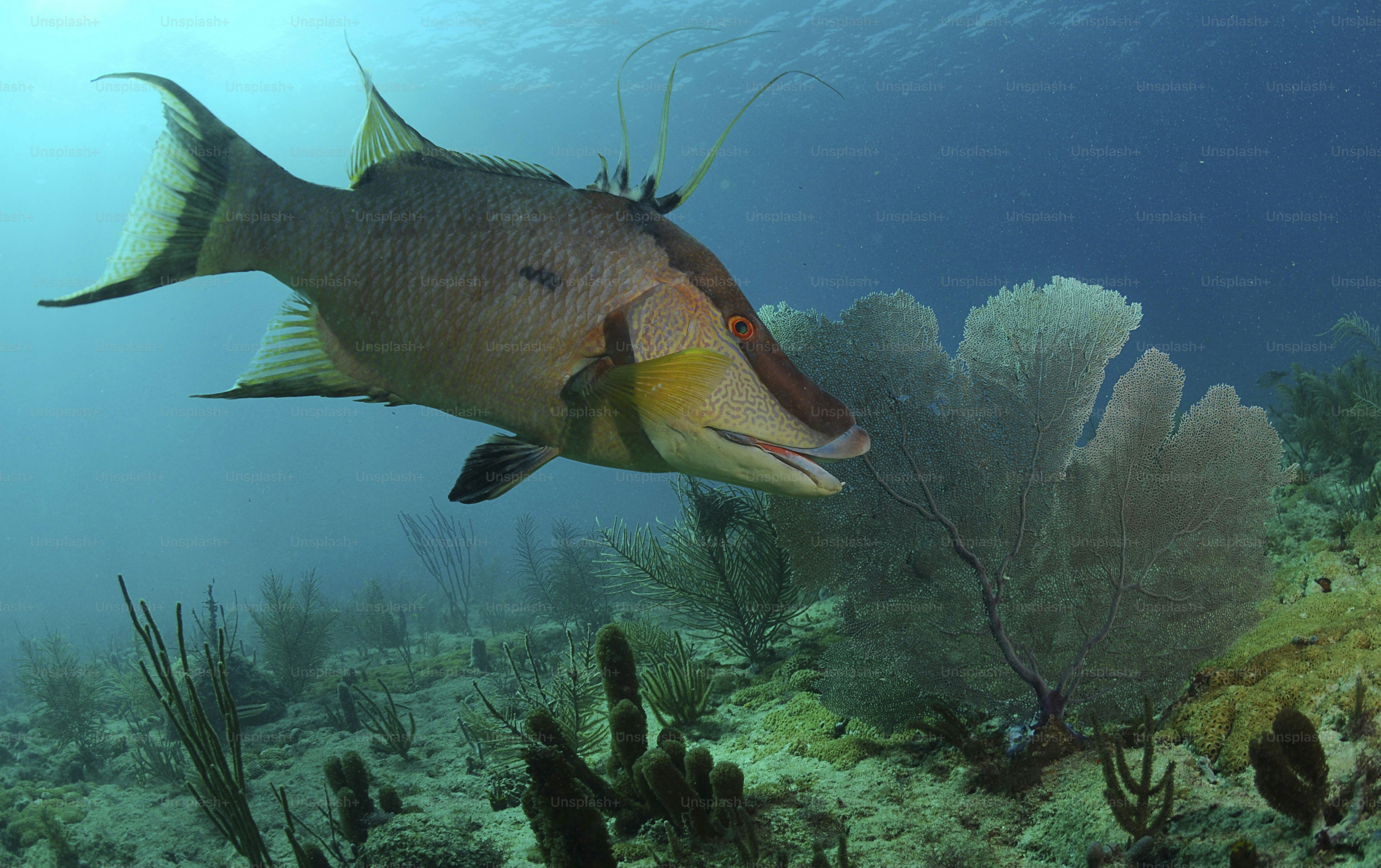 大きな魚がサンゴ礁の近くを泳いでいます。