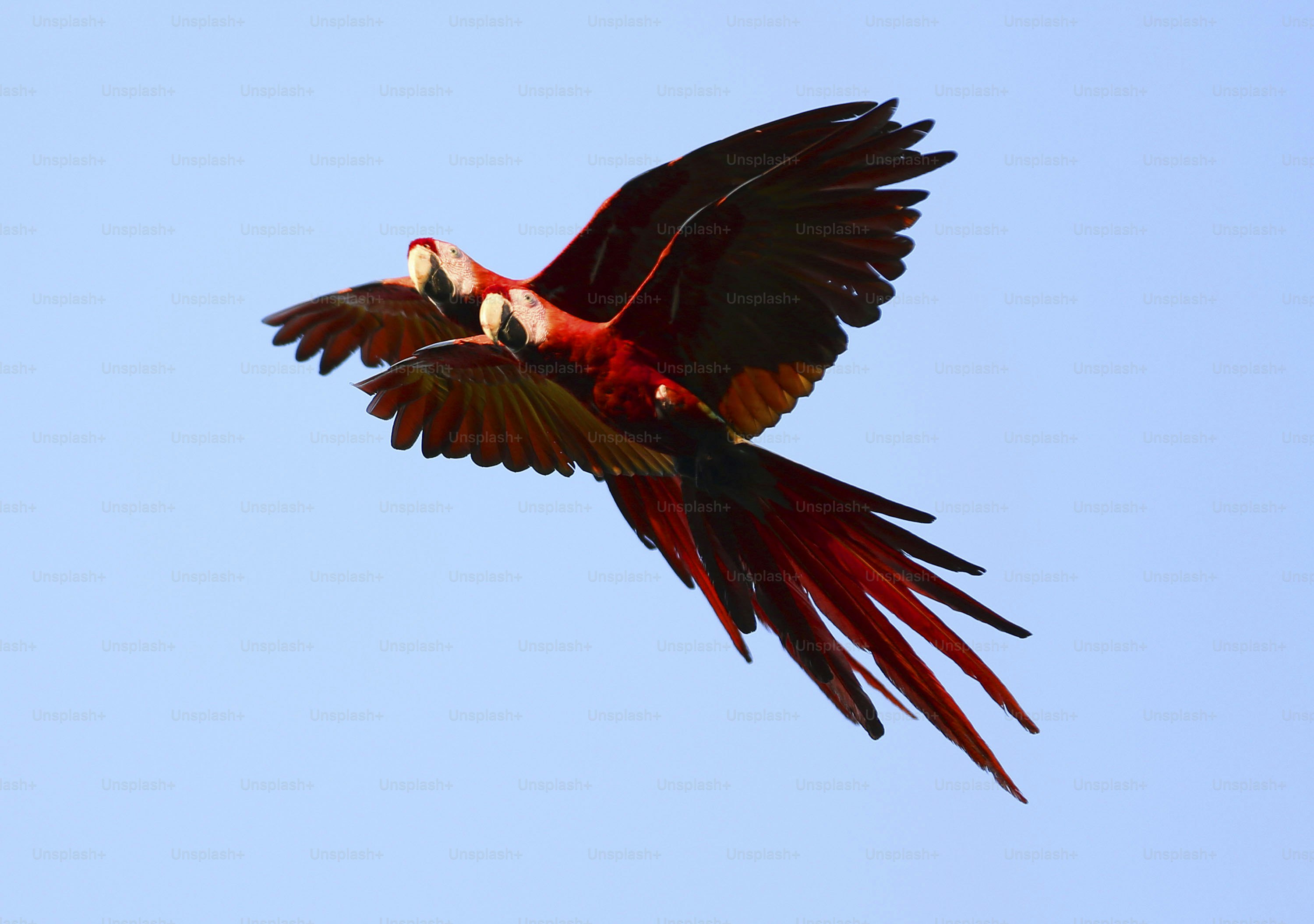 Two scarlet macaws flying together against a blue sky