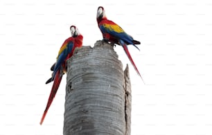 ヤシの木の上にとまる2羽の色とりどりの鳥