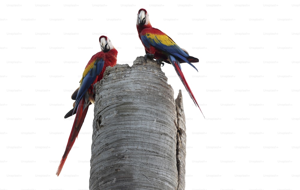 two colorful birds perched on top of a palm tree