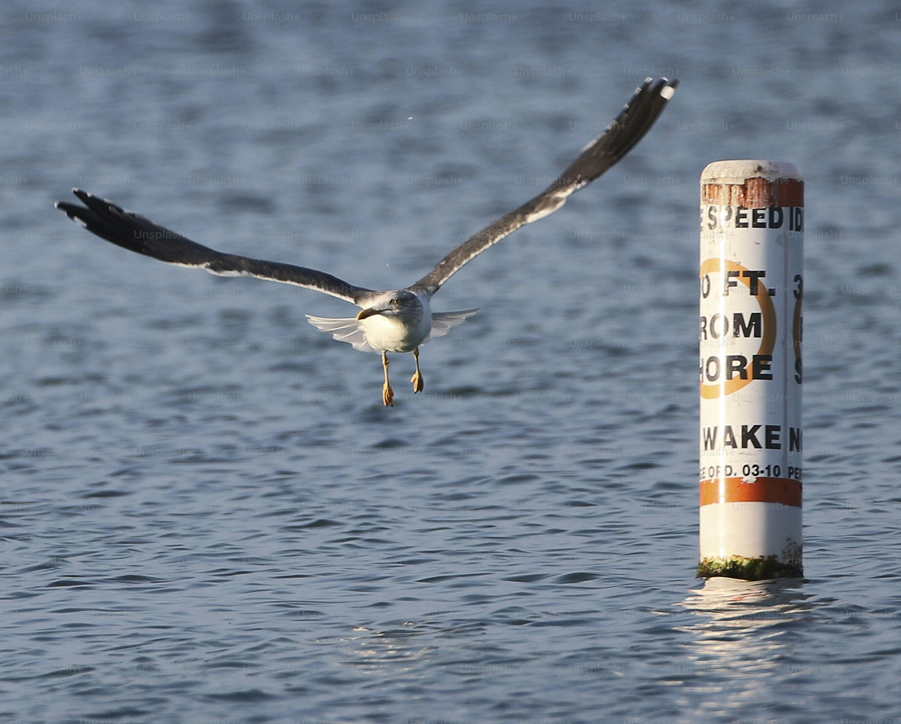 Seagull flying over water near a buoy.