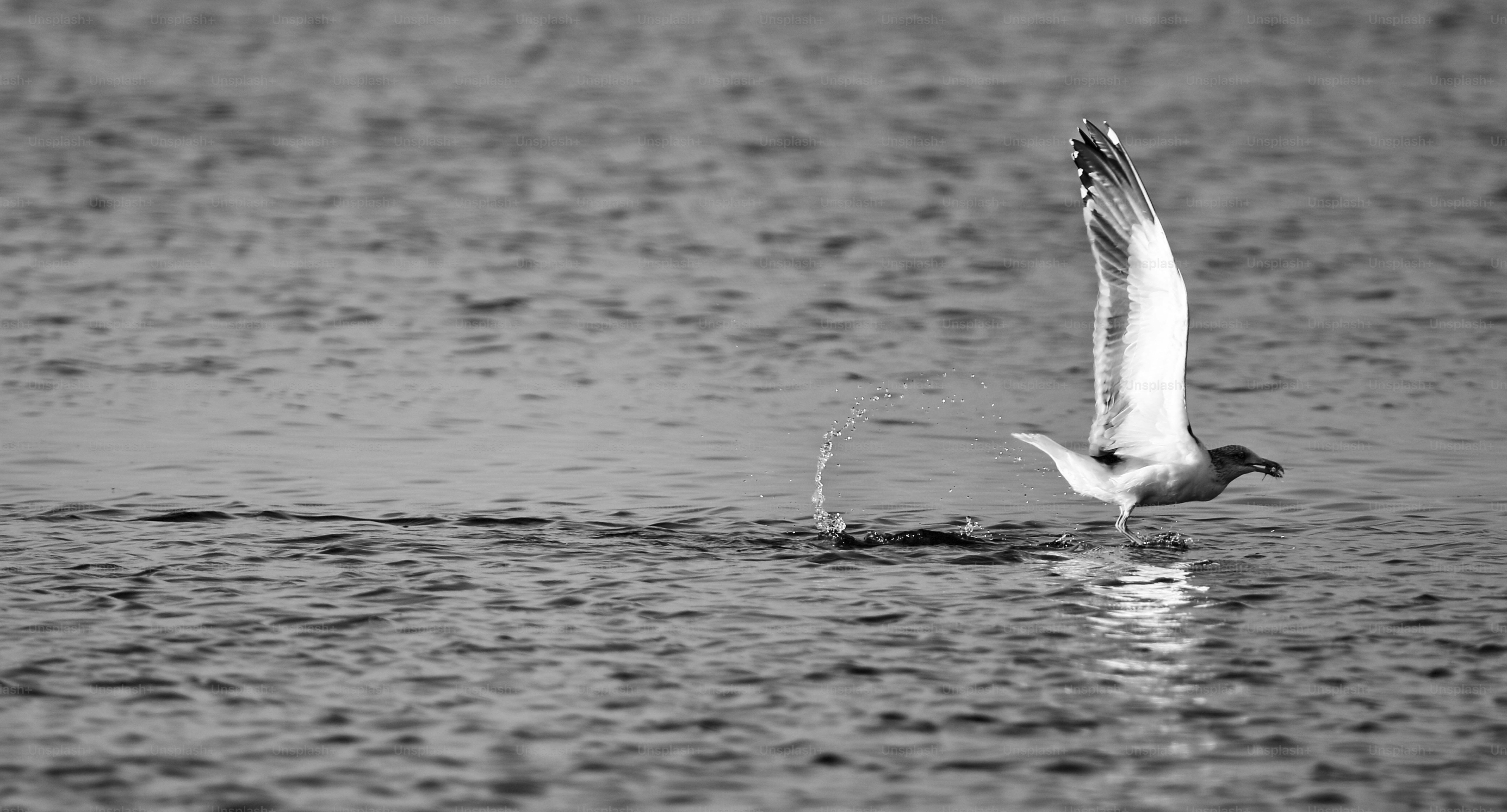 A seagull taking flight over water
