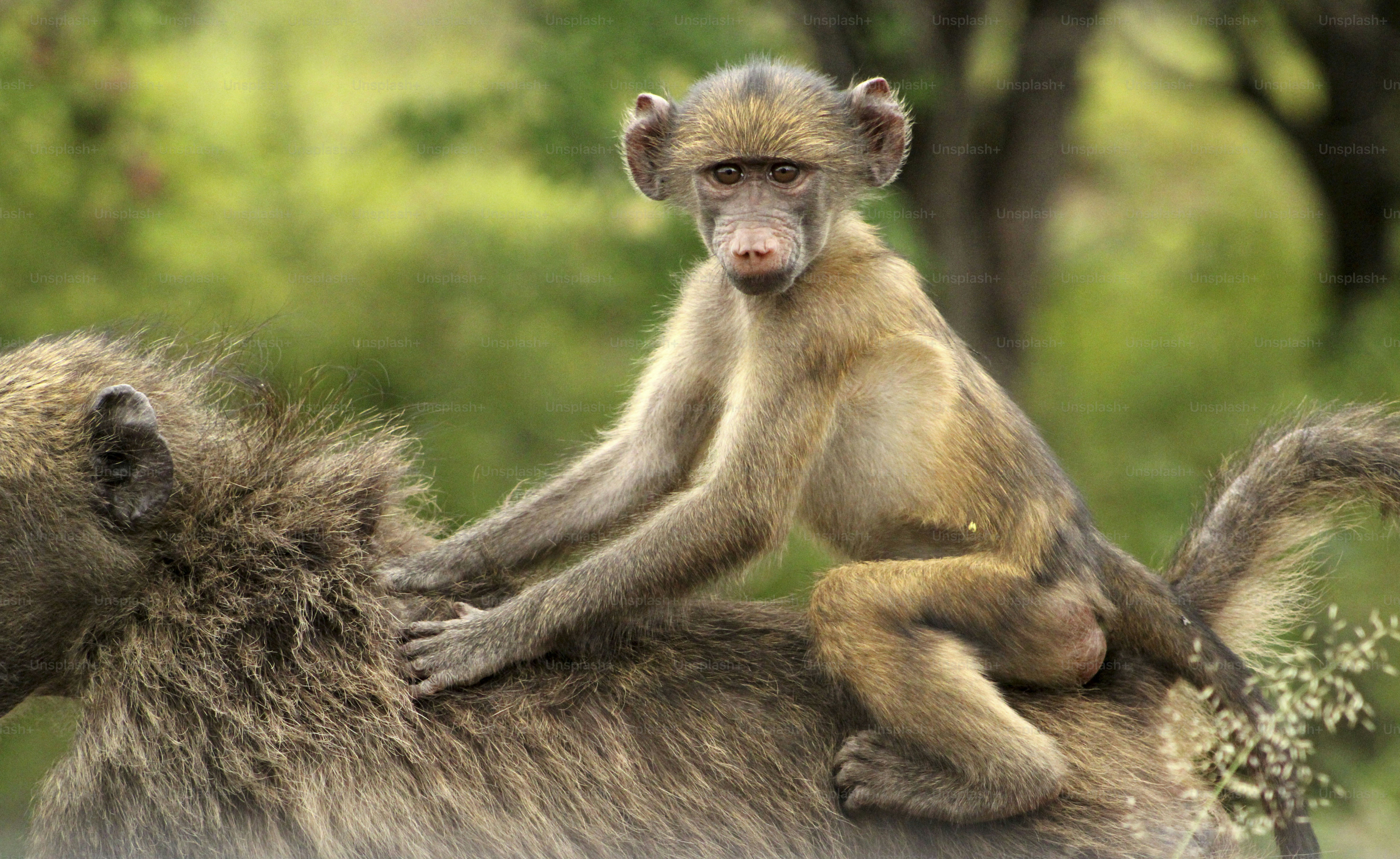 A young baboon rides on an adult baboon's back.