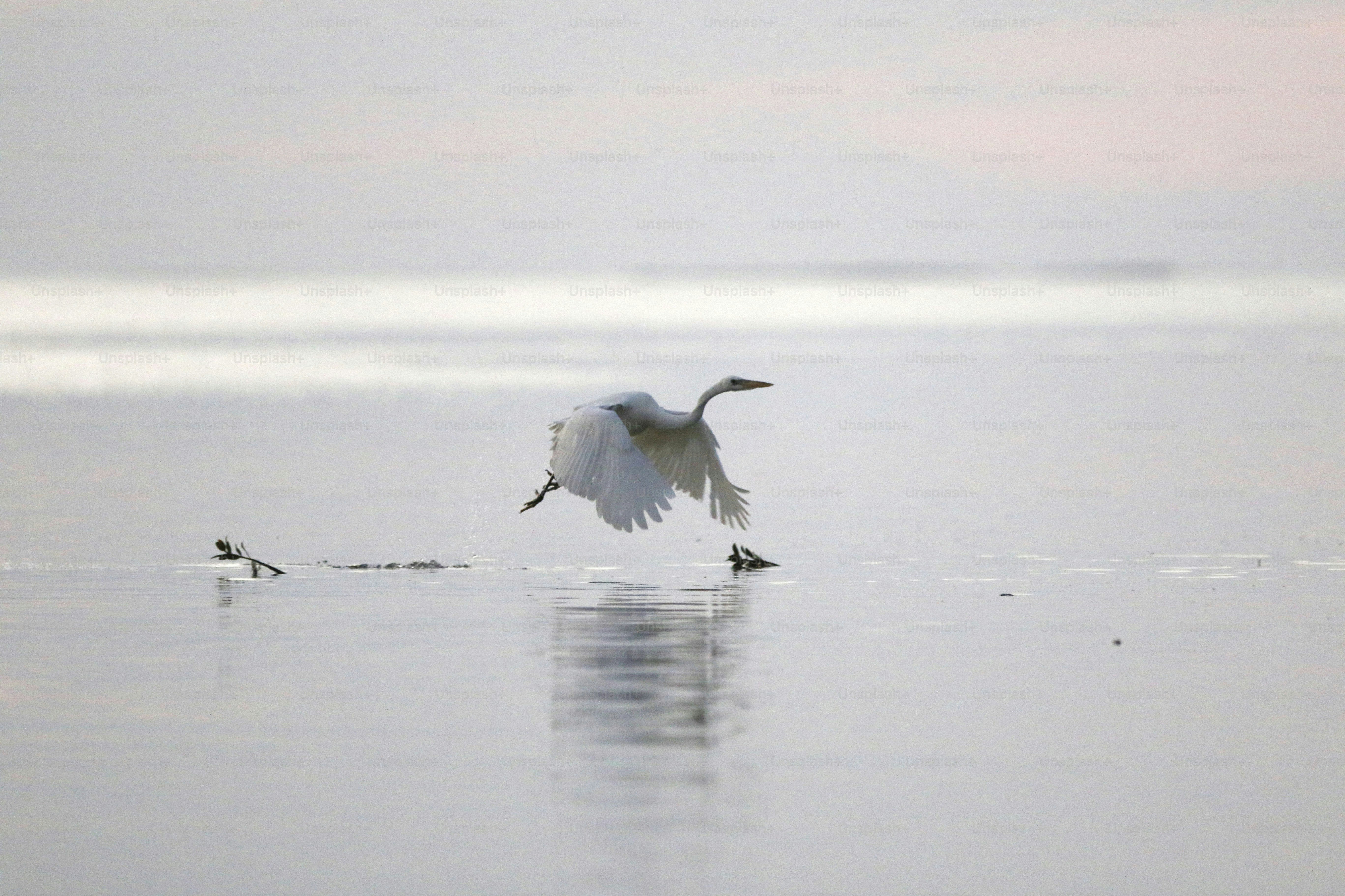 A white egret takes flight over calm water.