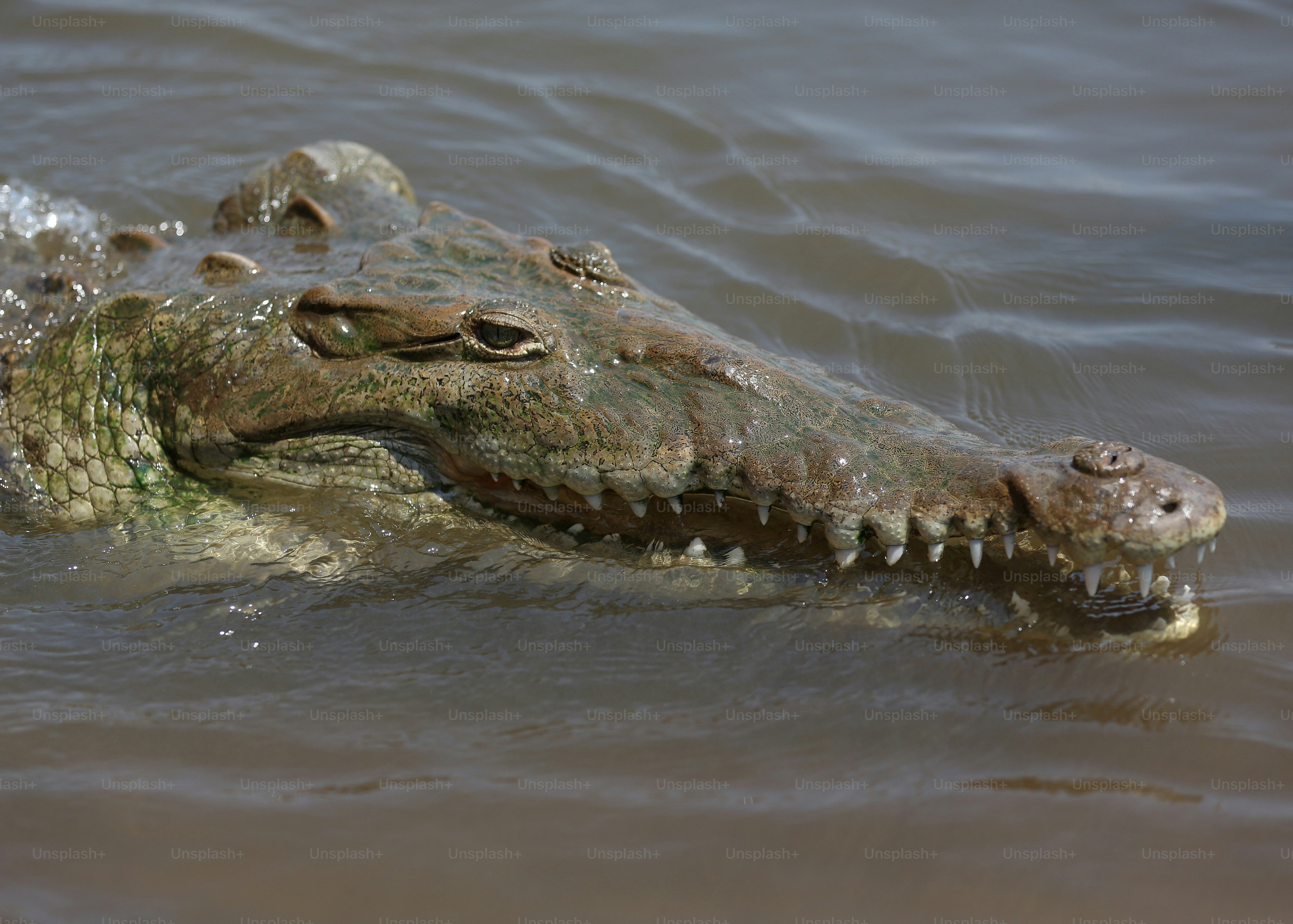A close-up of a crocodile in murky water
