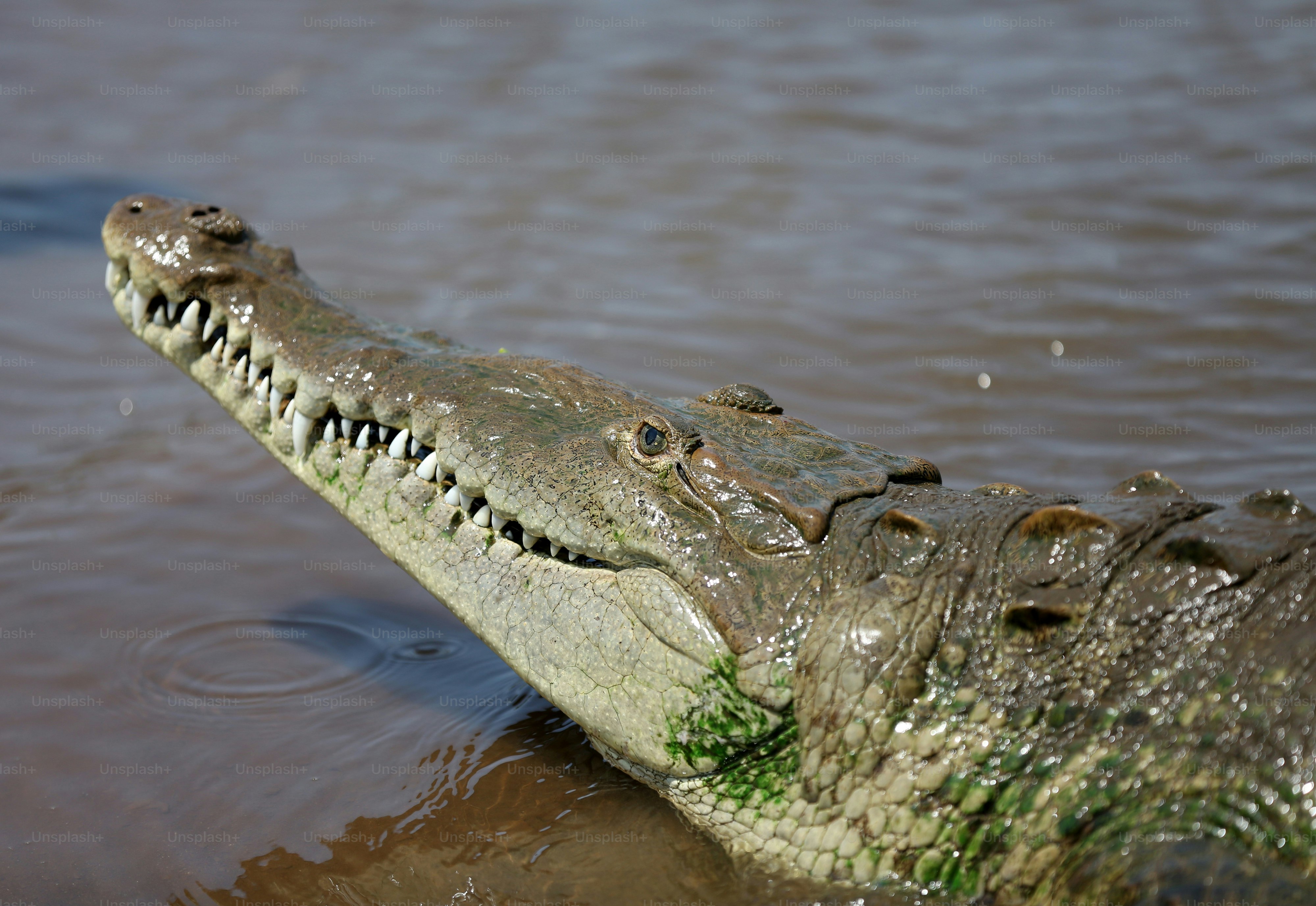 premium photo 1708433275773 c622b44a95b6?q=80&w=1000&auto=format&fit=crop&ixlib=rb 4.0 activities