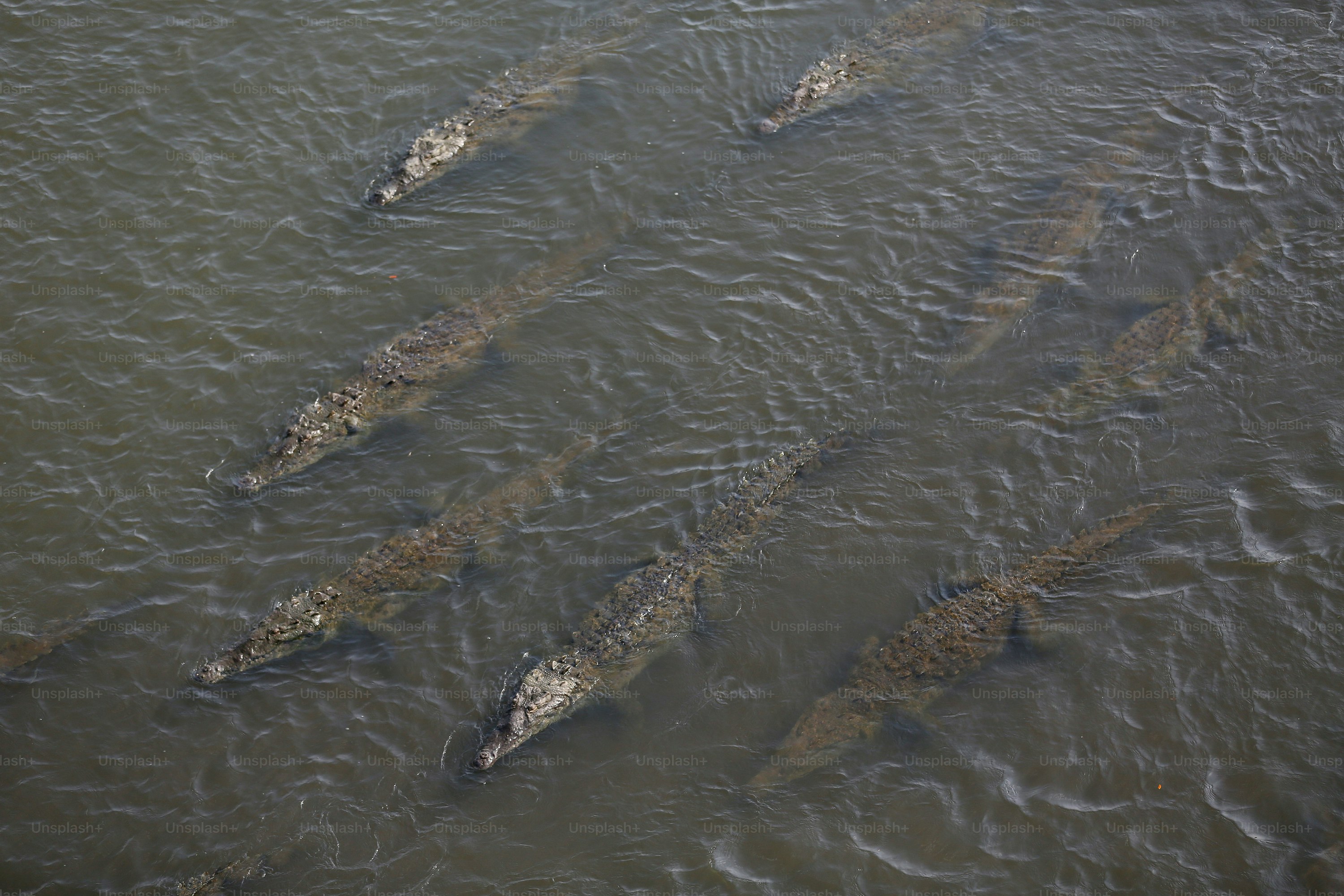 Plusieurs crocodiles nagent ensemble dans l’eau trouble
