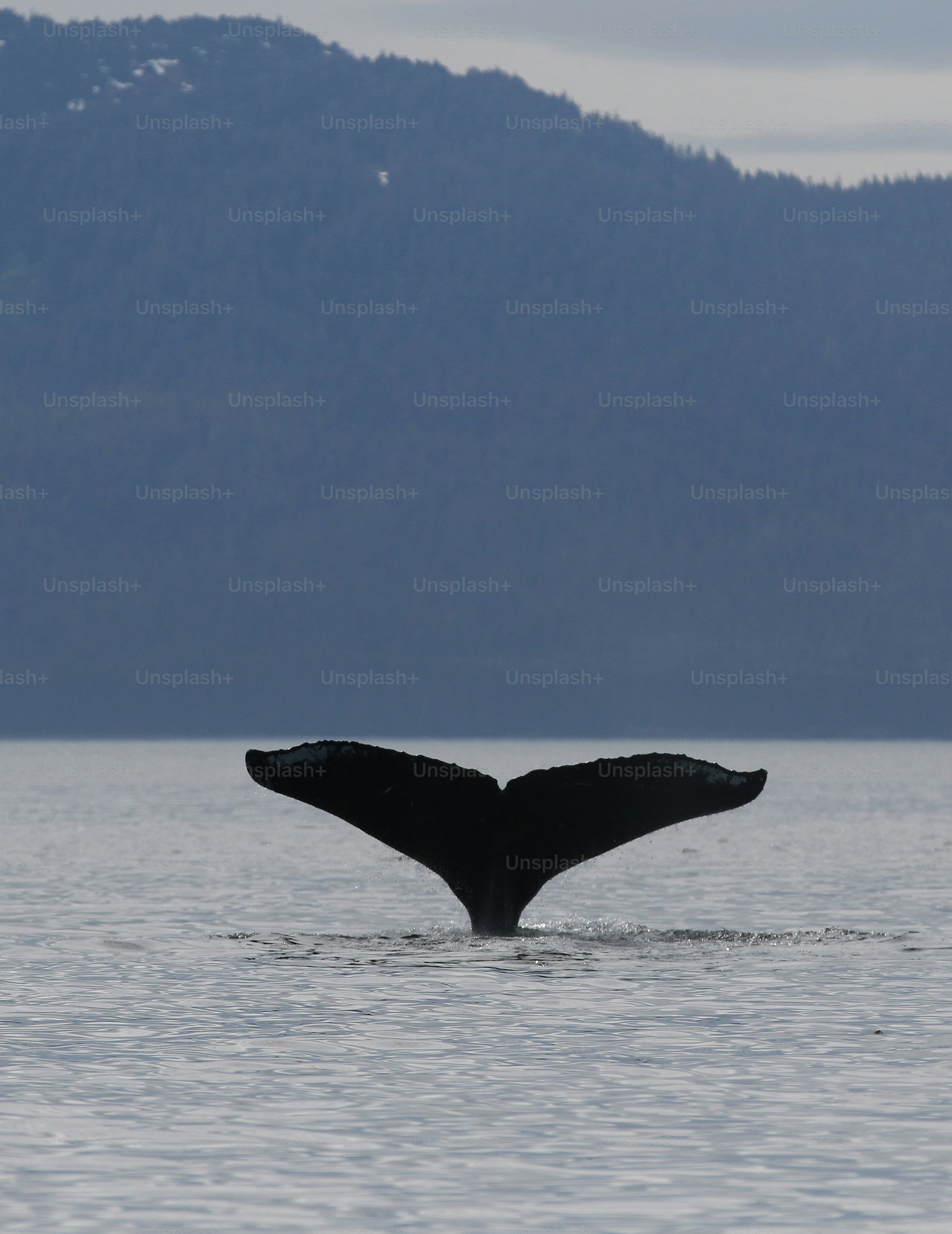 Whale watching excursion