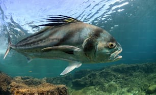 a fish swimming in the water near a coral reef