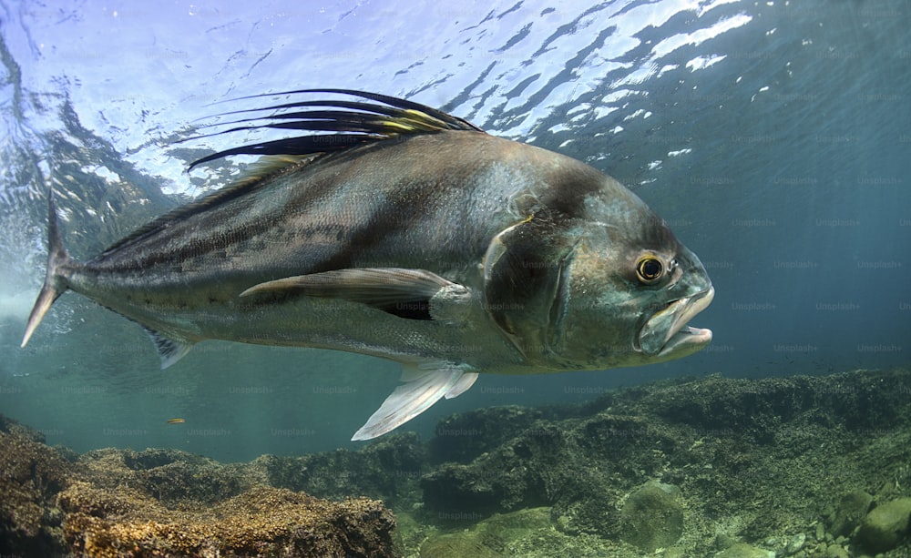 a fish swimming in the water near a coral reef