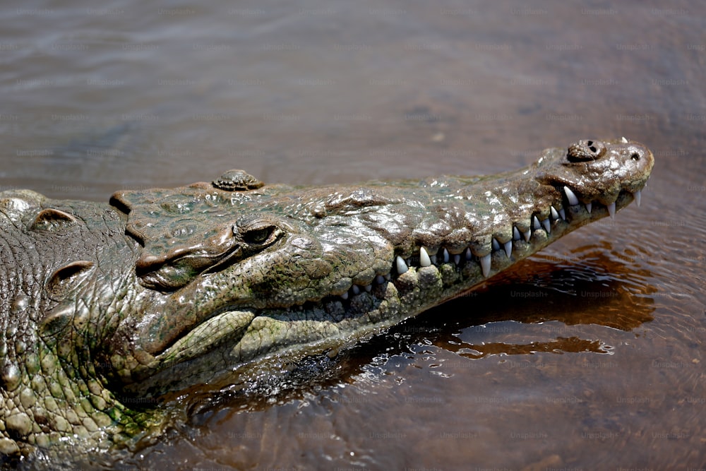 un grande alligatore in uno specchio d'acqua