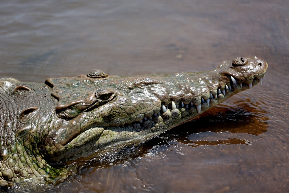 Un caimán grande en un cuerpo de agua