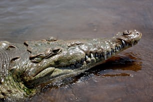 a large alligator in a body of water