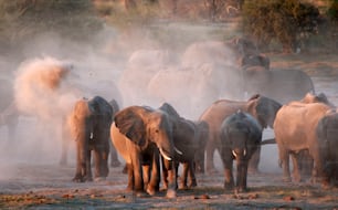 a herd of elephants walking across a dirt field