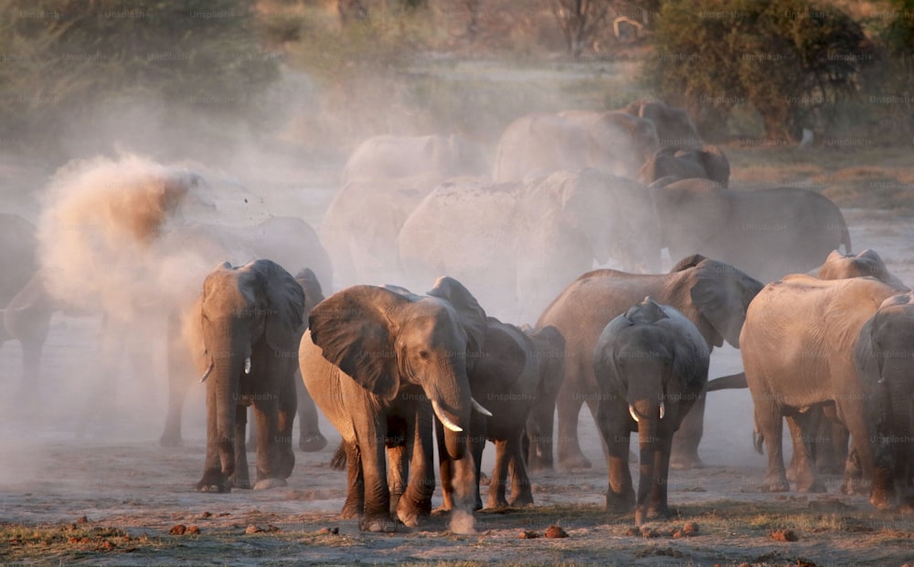 a herd of elephants walking across a dirt field