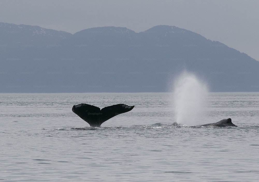 una ballena jorobada saliendo del agua
