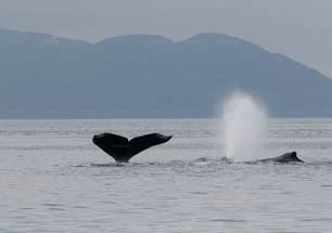 a humpback whale spouting out of the water