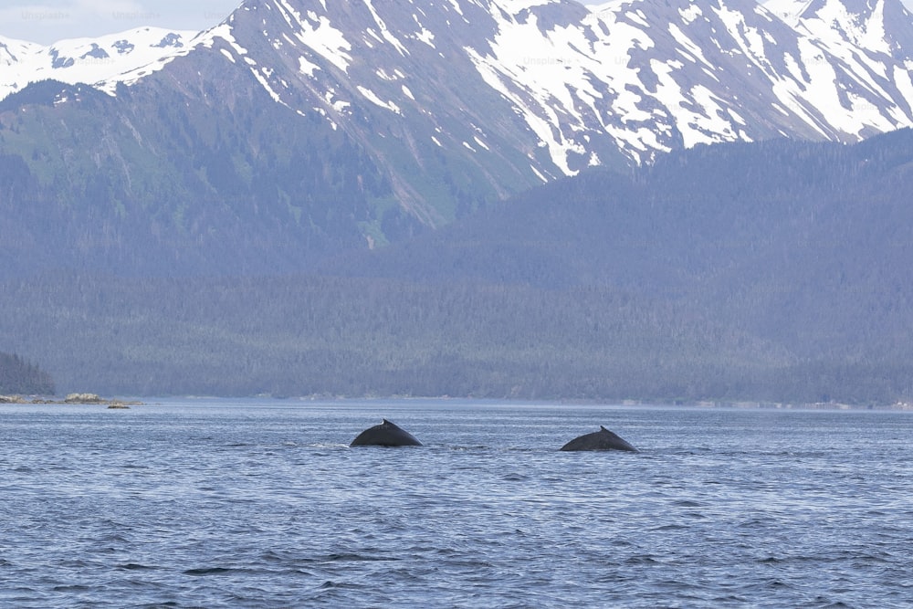 a large body of water with mountains in the background