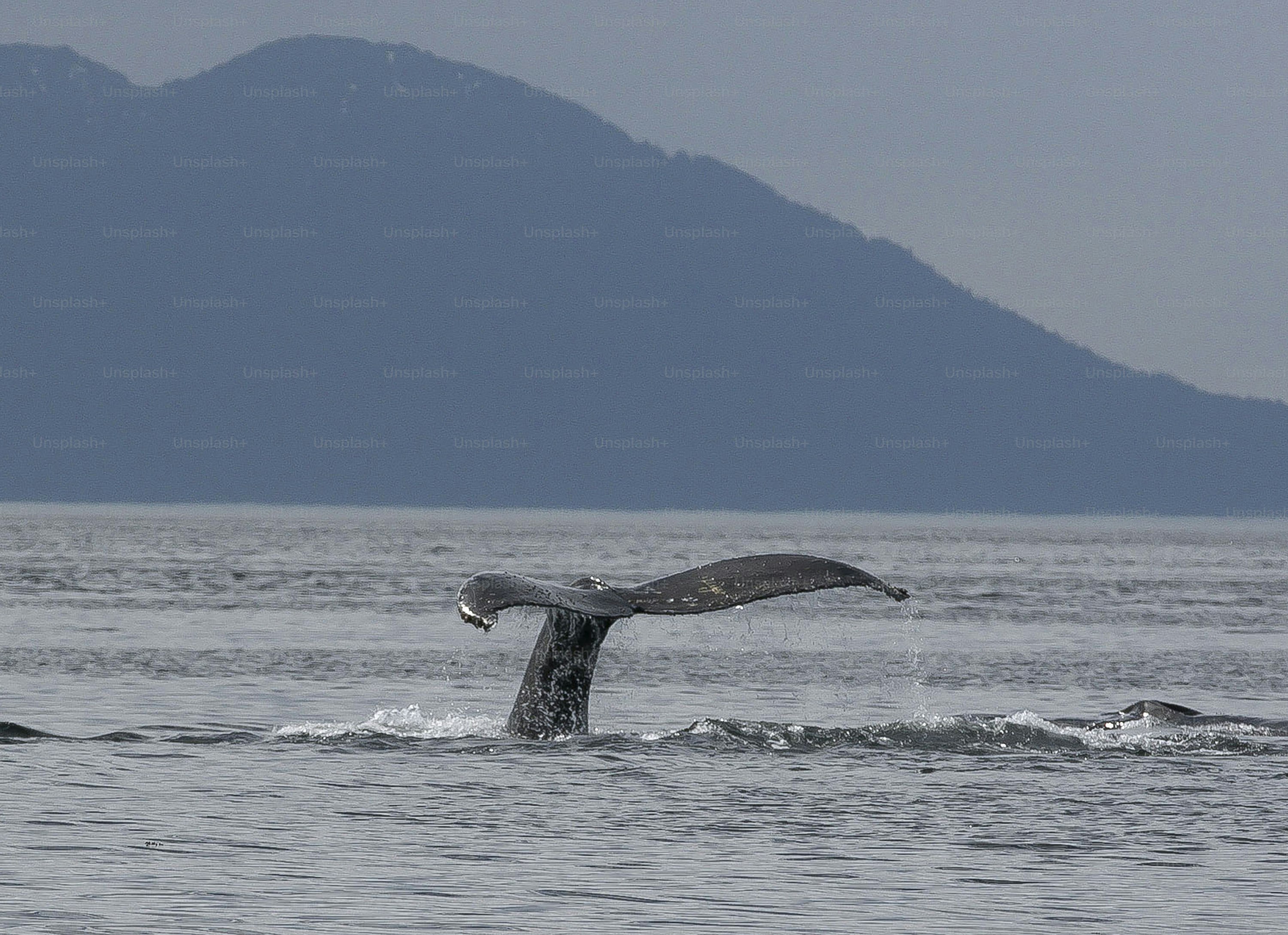a whale tail flups out of the water