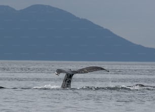 クジラの尻尾が水面からはためく