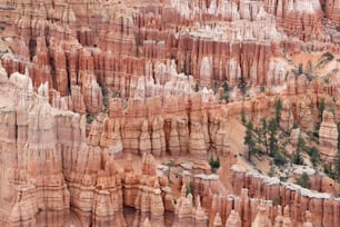 a group of trees growing out of the side of a mountain