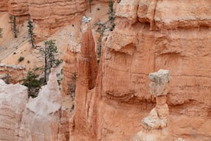 a group of trees growing out of the side of a cliff