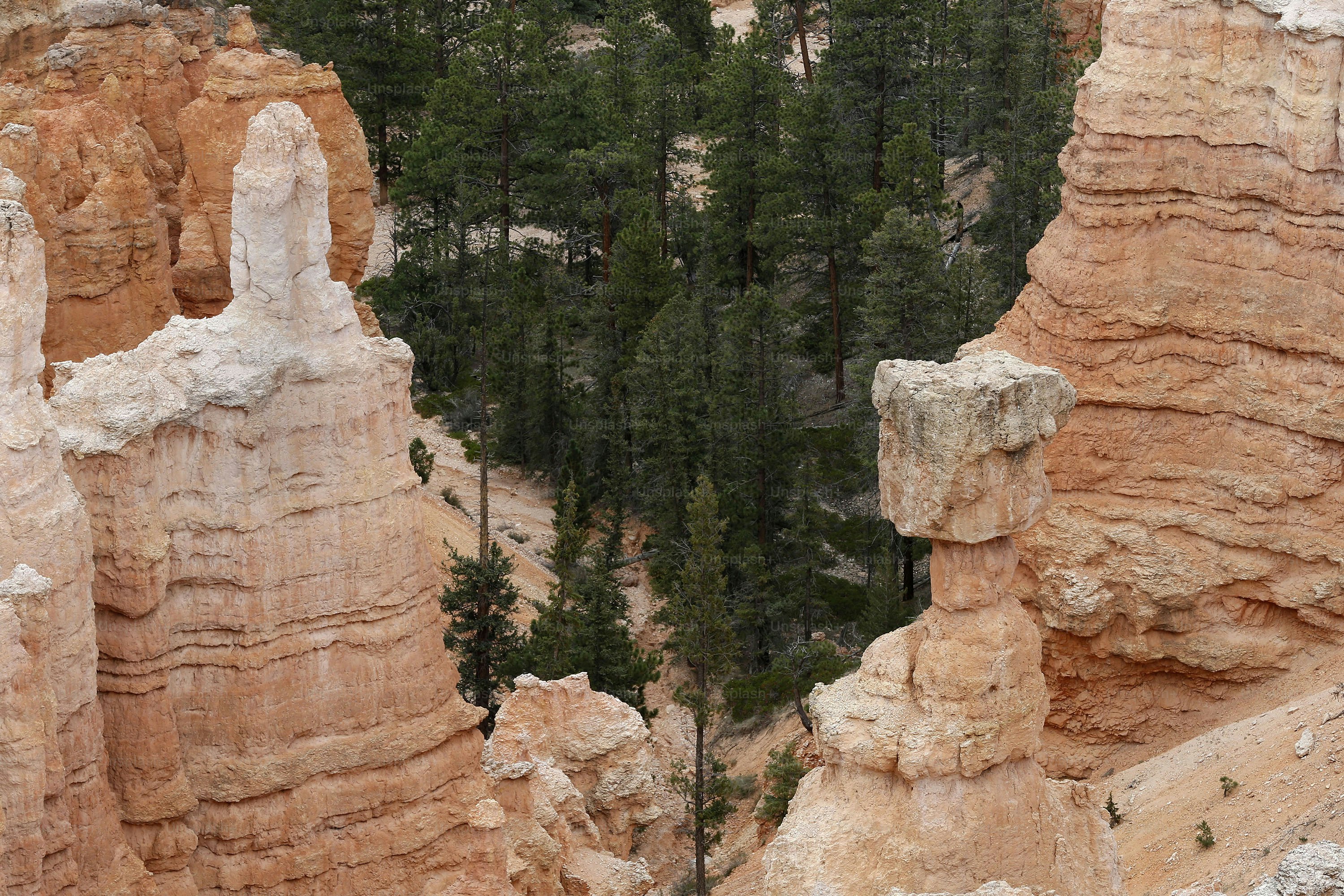 a group of trees in a rocky area